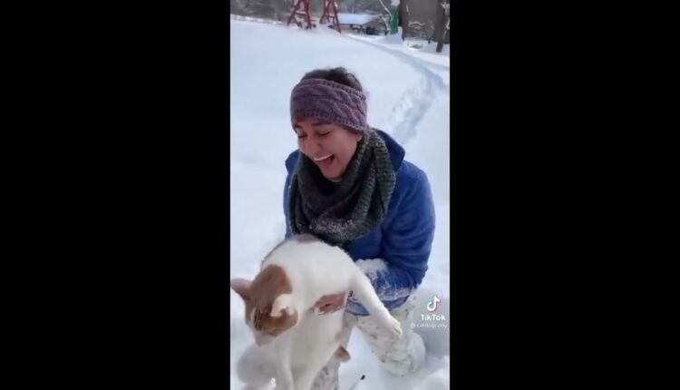 Best Funny Animal Videos 2022